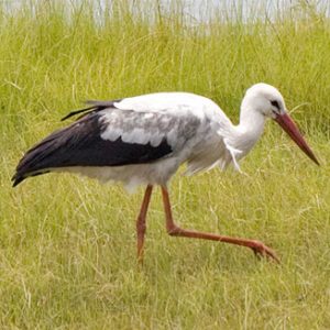 the white stork