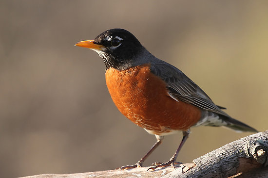 Robin, Migration, Diet & Habitat