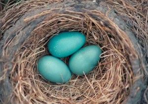 Photos of American Robin eggs