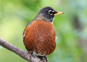 Pictures of American Robin