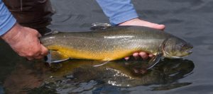 Image of Arctic Char