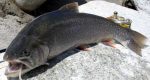 Arctic Char - Facts, Habitat, Diet, Life Cycle, Pictures, and More