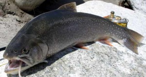 Picture of Arctic Char