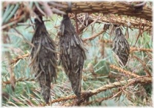 Bagworm Bags Pictures