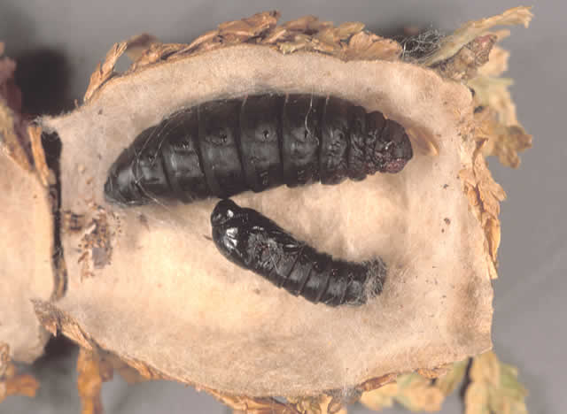 Images of Bagworm