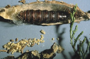 Picture of Bagworms