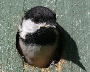 Black Capped Chickadee Picture 