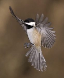 Picture of Black Capped Chickadee