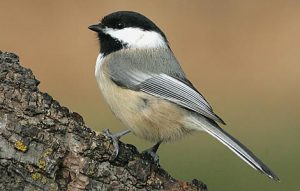 Image of Black Capped Chickadee