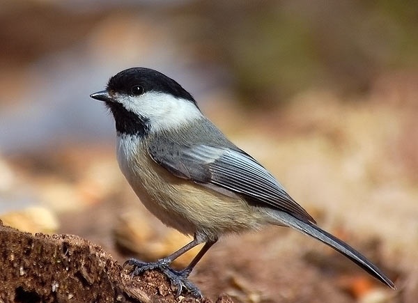 Pics of Black Capped Chickadee