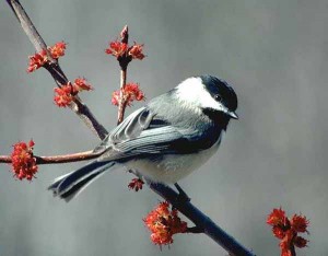 Photo of Black Capped Chickadee