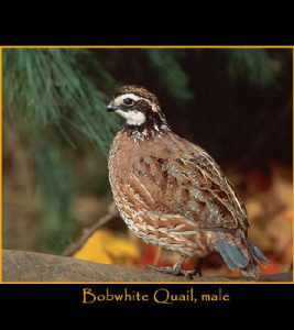 Bob White Quail image