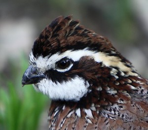 Bob White Quail Picture