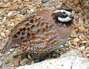 Picture of Bob White Quail