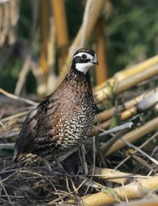 Photo of Bob White Quail