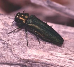 Pictures of Borer