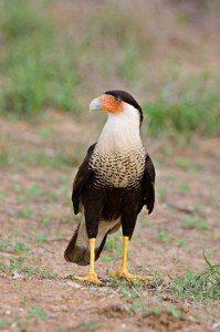 Crested Caracara Picture