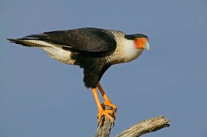 Photos of Crested Caracara