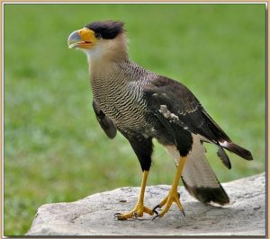 Pictures of Crested Caracara