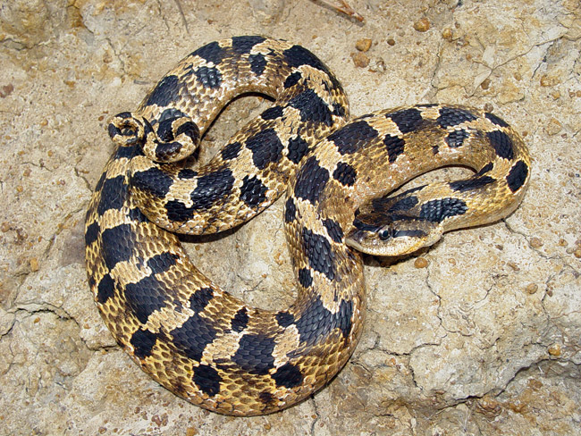 Soil Sidekicks – Eastern Hognose Snakes