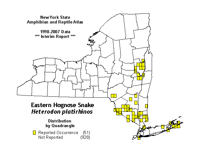 southern hognose snake range