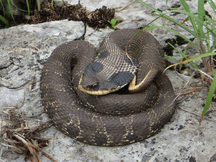 Eastern Hognose Snake Deserves An Oscar For Death Performance Of A