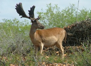 Image of Fallow Deer