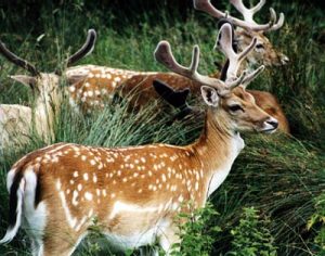 Picture of Fallow Deer
