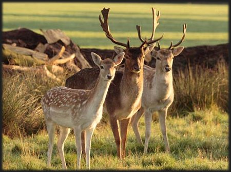 Pics of Fallow Deer