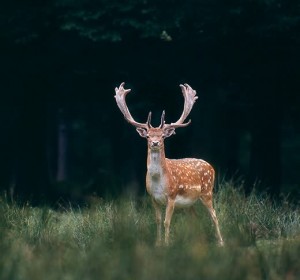 Picture of Fallow Deer
