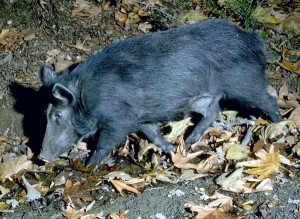 Feral Pig Picture