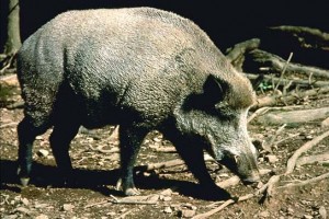 Image of Feral Pig