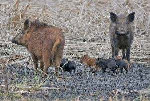 Photo of Feral Pig