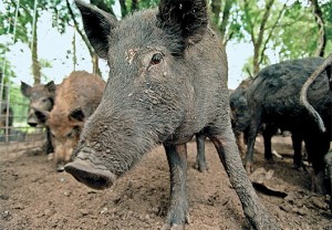 Picture of Feral Pig