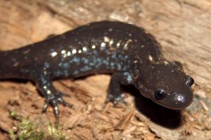 Jefferson Salamander Picture