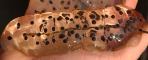 Image of Jefferson Salamander 