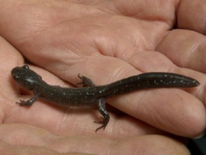 Photo of Jefferson Salamander