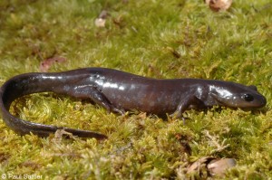 Picture of Jefferson Salamander
