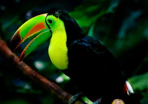 Keel Billed Toucan Picture