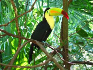 Images of Keel Billed Toucan