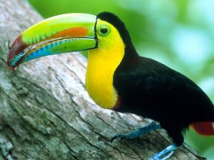 Photos of Keel Billed Toucan