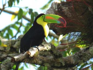 Picture of Keel Billed Toucan