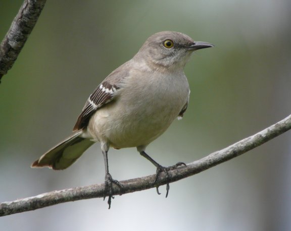 Images of Nothern Mockingbird