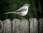 Northern Mockingbird - Facts, Habitat, Nesting, Diet, and Pictures