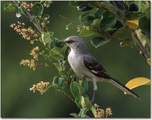 Northern Mockingbird - Facts, Habitat, Nesting, Diet, and Pictures