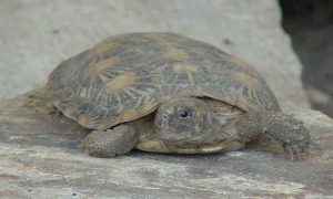 Photo of Pancake Tortoise