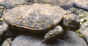 Picture of Pancake Tortoise