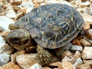 Pics of Pancake Tortoise