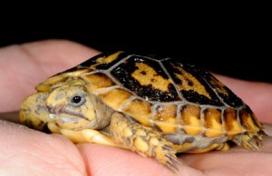 Image of Pancake Tortoise