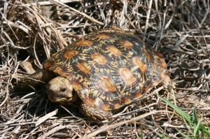 Pancake Tortoise Picture